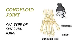 Condyloid joint type of synovial joint  BIOLOGY ARTICLES AND MCQS [upl. by Ruenhcs]