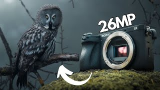 Sony A6700 Review｜Good for WILDLIFE Photography [upl. by Elleval]