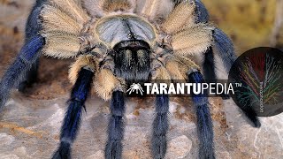 The Socotra Island Blue Baboon Spider [upl. by Anavlys]