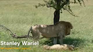 Lions Mating in Serengeti [upl. by Ymmas]