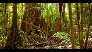 Amazon jungle documentary national geographic [upl. by Haslett]