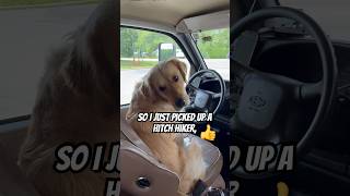 MY DOG PICKED UP A HITCH HIKER 😳dog dogs shorts ytshorts tiktok viral trending funny [upl. by Forkey726]