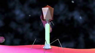 Bacteriophage T4 Virus  3D Animation [upl. by Yarod]