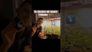 TrichomeCheck an unseren 🥦Pflanzen mit diesem Tool grow brokkoli tips plants indoor [upl. by Emad]