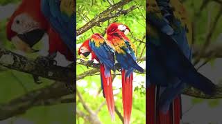 Macaw parrot [upl. by Rowen979]