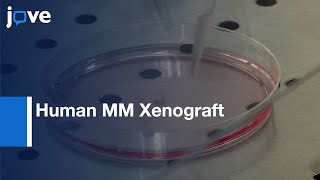 Human MM Xenograft Model to Study Tumor features  Protocol Preview [upl. by Olifoet898]