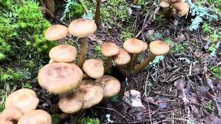 เห็ดขอนสน Honumgsskivlingar🇸🇪 Armillaria Mellea [upl. by Grati]