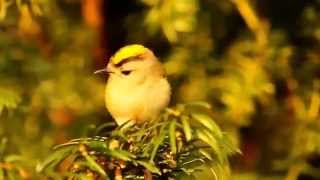 Goldcrest singing [upl. by Hutchins]