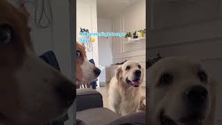 In laws are back again goldendog dog goldens funny [upl. by Asus248]