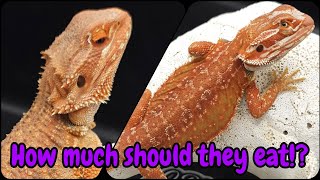 Bearded Dragon Health  Feeding Schedule By AgeWeight [upl. by Olsewski]