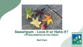 Fifteen Minutes in the Forest Sweetgum  Love it or Hate it [upl. by Allissa]