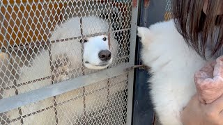 生んで育ててくれたお母さんに会いに行ってきました。【サモエドの子犬】 [upl. by Zinck]