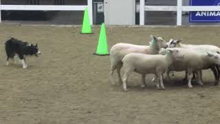 Royal Winter Fair 2024 Sheep Herding Demonstration [upl. by Westmoreland727]