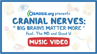 Cranial Nerves Music Video Big Brains Matter More [upl. by Anoli]