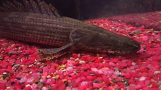 Guinean Lapradei Bichir [upl. by Anesusa]