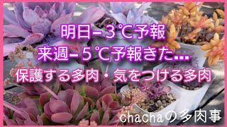 【多肉植物】外で冬越しできるけどこの多肉も気をつけて🥶すでにやらかした多肉も😂冬に弱い多肉確認です😊❄️ [upl. by Idnew732]