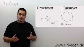 Biologi Forskelle mellem prokaryot og eukaryot celle [upl. by Nabla]