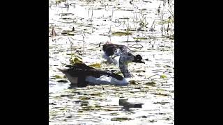 कमलवन के हंस  Knobbilled Ducks [upl. by Langston914]