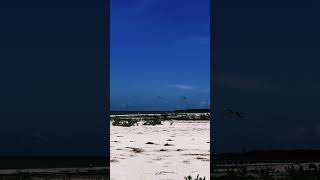 Flamencos en Holbox holbox flamenco travel music life mexico vacation fyp viralvideo [upl. by Ymmor]