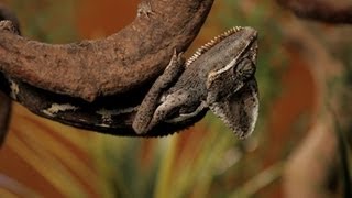 7 Cool Facts about Chameleons  Pet Reptiles [upl. by Bab]