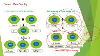 Male sterility in Plants [upl. by Shaylyn]