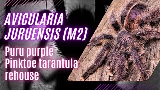 quotJuruensis Pinktoe Tarantula A Guide to Rehousing amp Caring for Your Puru Purple Beautyquot [upl. by Jerman374]