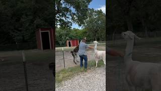 New haircut starts fight￼ Spitting llama familyfarm animal llama ￼￼￼funnyfyp [upl. by Akinihs236]