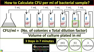 How to Calculate CFU per ml of Bacterial Sample in 3 Steps  cfuml in Microbiology [upl. by Alper980]