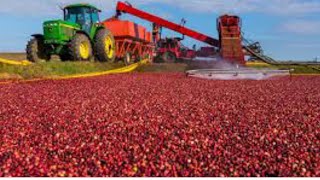 CRANBERRY FESTIVAL 2021 in Fort Langley British Columbia Canada donrobertjradventures [upl. by Katha]