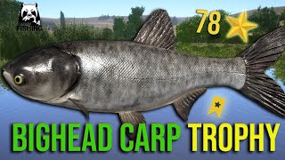 Bighead Carp Trophy 40kg at Sura River  Russian Fishing 4 rf4 [upl. by Ruperta]