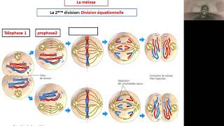 Explication des étapes de la méiose pour une cellule à 2n6 [upl. by Fairleigh3]