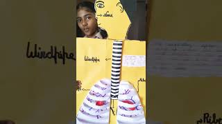 Respiratory System Handmade Model  School Project  Science exhibition kidsshorts [upl. by Shue]