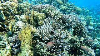 Short Freedive in the Reefs of Marsa Alam [upl. by Martica588]