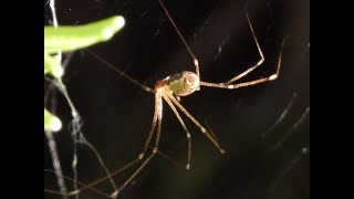 Marbled Cellar SpiderHolocnemus Pluchei September 04 2023 558PMPDT Nikon P1000 Part 2 [upl. by Good]