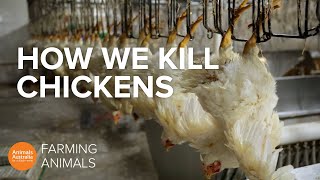 How slaughterhouses kill thousands of chickens an hour [upl. by Hcnarb]