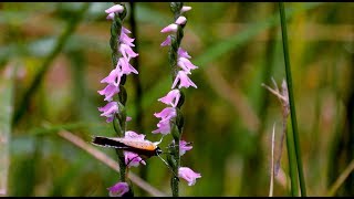 A Wild Orchid Weed of Southern Japan Spiranthes sinensis [upl. by Verile]