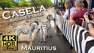 Casela Nature Parks Mauritius in 4K 60fps HDR Dolby Atmos 💖African Safari bus ride and walking tour [upl. by Procter]