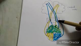 Facial nerve palsy  UMN and LMN  No more confusion [upl. by Acinot888]