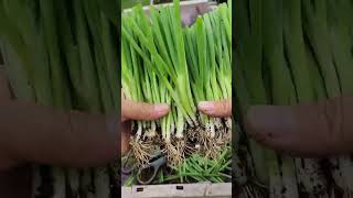 Transplanting shallots like this one pot becomes multiple pots plant shallots [upl. by Lawford]