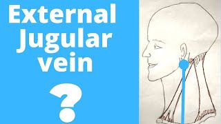 External Jugular Vein  external jugular vein course  external jugular vein tributaries platysma [upl. by Earlene]