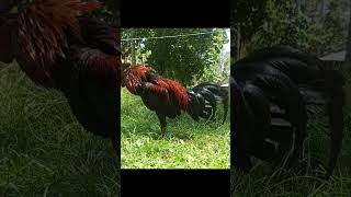 Melsim black breedyoutube highlights ytshorts chicken youtuber [upl. by Cirilla]