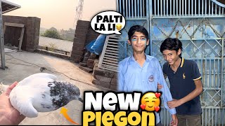 New Piegon La Aya😍  Umer Sa La Li Palti 😂  Rehman Nasir Vlogs [upl. by Clein]