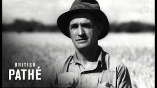 Australia  Record Wheat Harvest 1947 [upl. by Azila461]