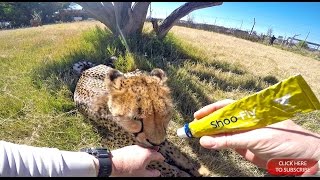 Human Enrichment amp Taming Wild Captive Animals  Giving Medical Attention To A Handicap Cheetah Cat [upl. by Llehsar]