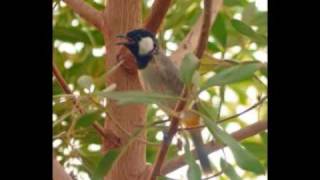 The Song of the Whitecheeked Bulbul [upl. by Mariejeanne516]