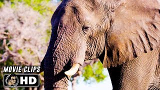 ELEPHANT Clips  Trailer 2020 Disneynature [upl. by Aehr378]