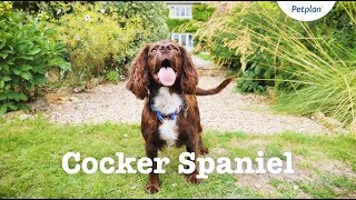 Cocker Spaniel Puppies amp Dogs  Breed Facts amp Information  Petplan [upl. by Ginger]