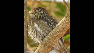 CHUNCHO Glaucidium nanum Chile [upl. by Aisya]