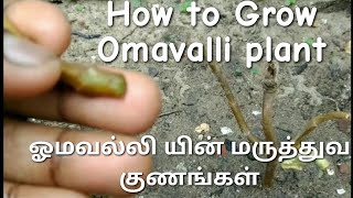 How to grow Omavalli Plant [upl. by Ytitsahc]