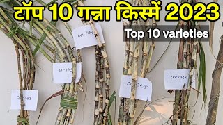 टॉप 10 गन्ना किस्में 2023  Top 10 sugarcane varieties [upl. by Leanard]